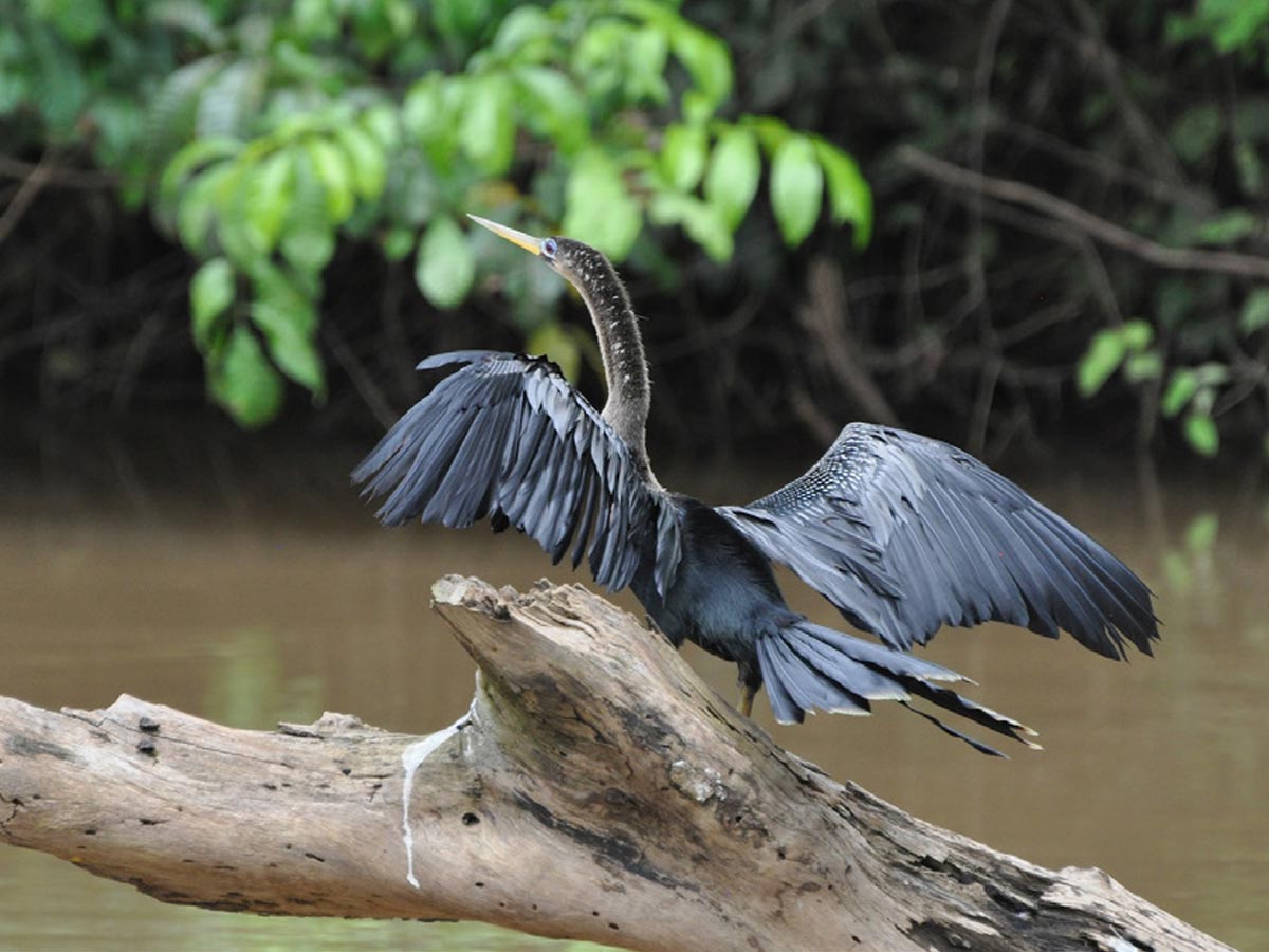 Cortesía SINAC. En Caño Negro conviven más de 300 especies de aves