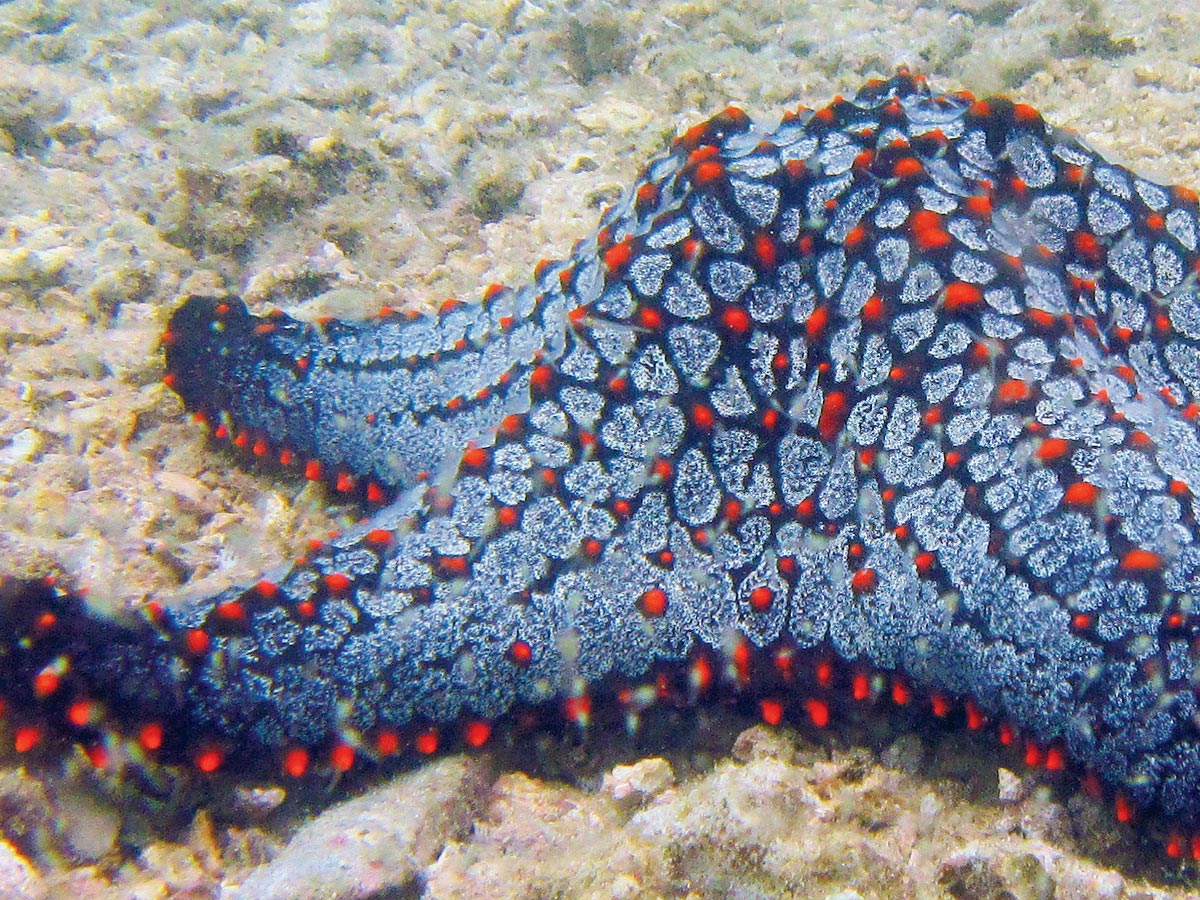 Estrella de mar, una de las especies que se observan en la practica de snorkel. Crédito de la foto: Biológa del ACG Martha Chavarría.