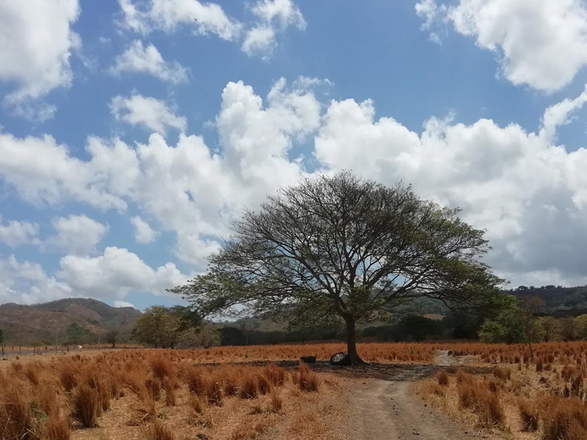 Árbol de cenízaro, es parte del paisaje que contempla el tour de cabalgatas y cuadraciclos.