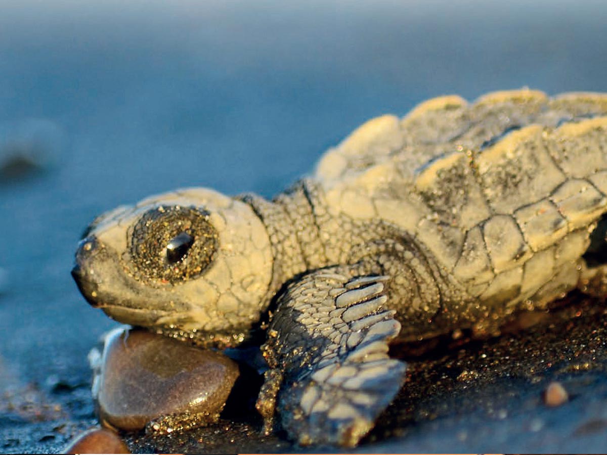 Gracias a las acciones tomadas en conjunto, el Hotel Dreams Las Mareas y Tora Carey se lograron proteger y liberar en Playa El Jobo 2012 tortuguitas de las diferentes especies, durante el año 2018. Foto cortesía del MINAE.