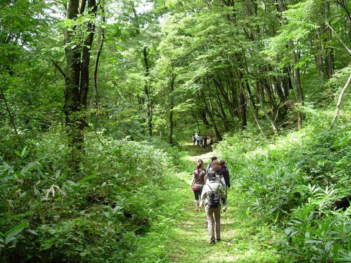 La terapia forestal fue inspirada en una práctica japonesa que surgió debido a los altos índices de estrés que presentaban las personas y que coincidió con el boom tecnológico, y con ello en un menor contacto de la gente con ambientes naturales.