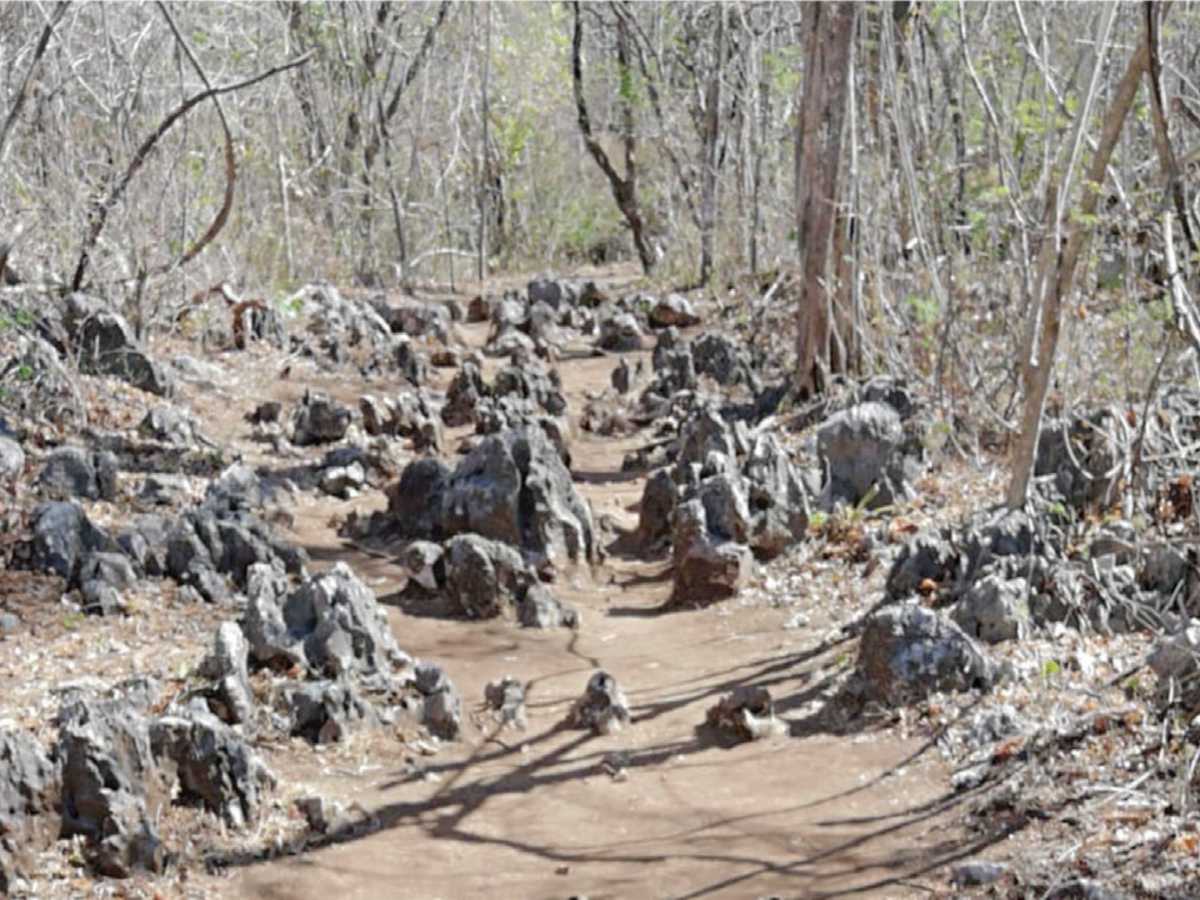 La piedra caliza, característica del lugar inmersas en parte de algunos tramos del sendero Los Laurales, antes de llegar al mirador. Crédito de foto: Periódico Mensaje.