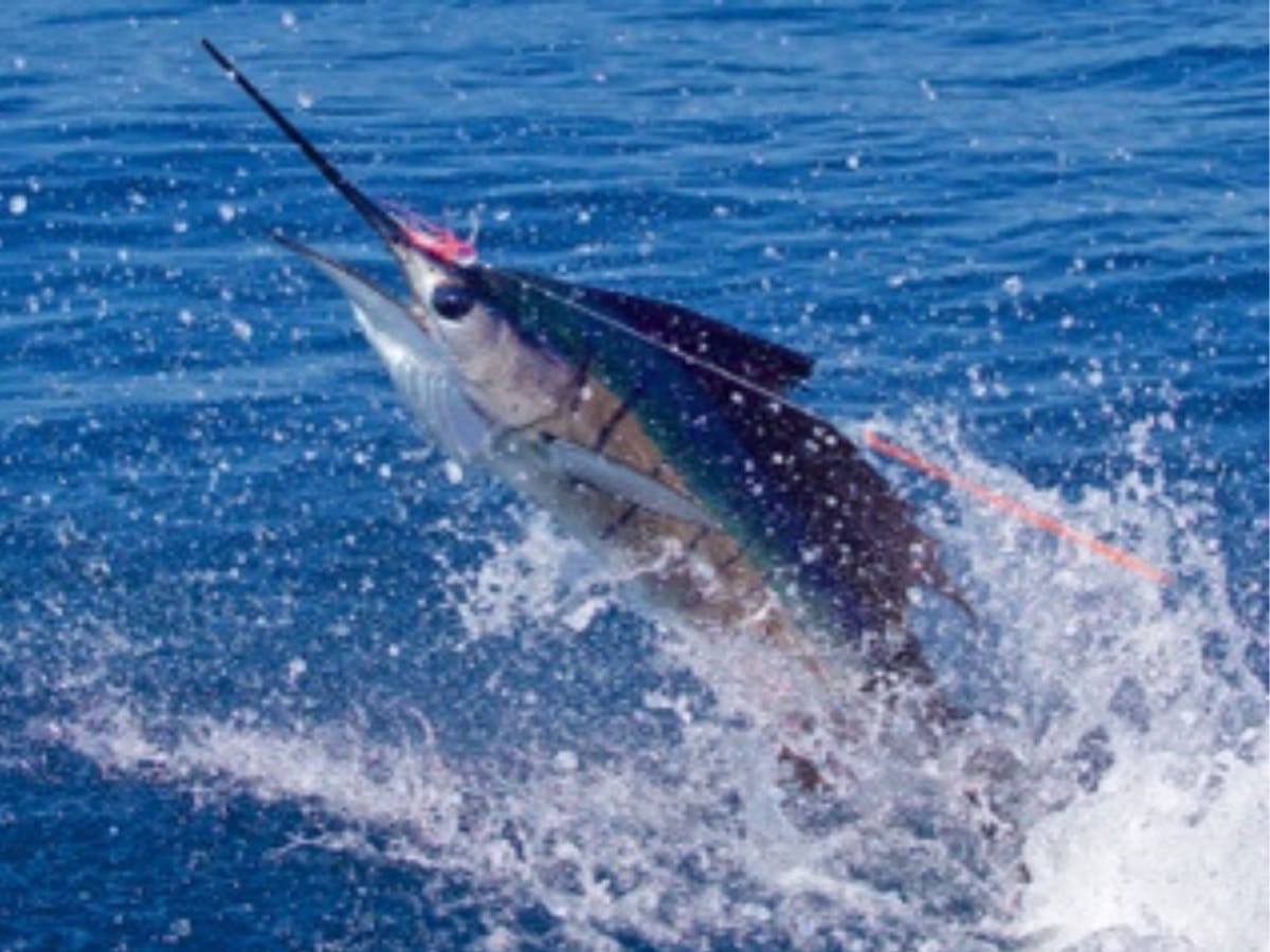 El reciente torneo de pesca realizado en la Marina Pez Vela, donde participó la ex figura del NBA, Michael Jodan, sacudió al comercio turístico con cerca de $3.460.000 millones de dólares en ingreso económico para el país
