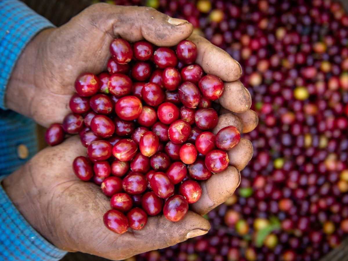 Un modelo cafetalero donde cada taza impulsa la sostenibilidad y el desarrollo comunitario en Monteverde.