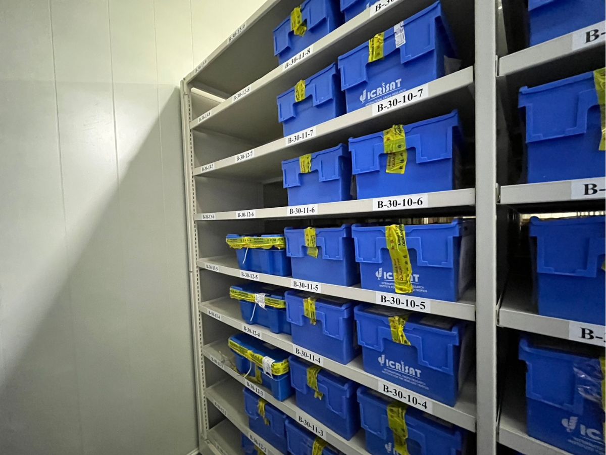 Más de 1.100 accesiones de semillas fueron aseguradas en uno de los principales centros mundiales de conservación vegetal, fortaleciendo la seguridad alimentaria y la investigación agrícola.