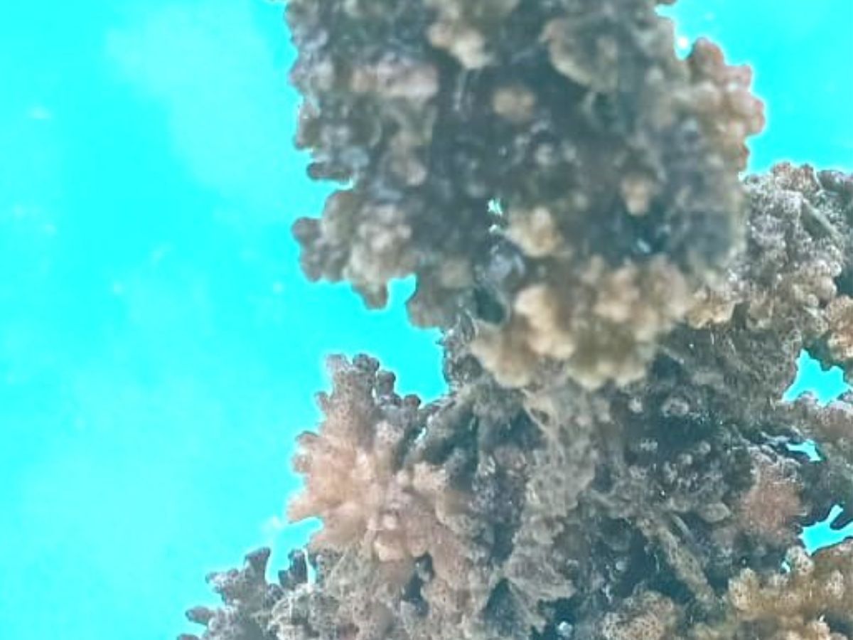 Proyecto de jardines de corales es impulsado por INA y UNED en colaboración con el laboratorio PROLAB y Bay Island Cruises