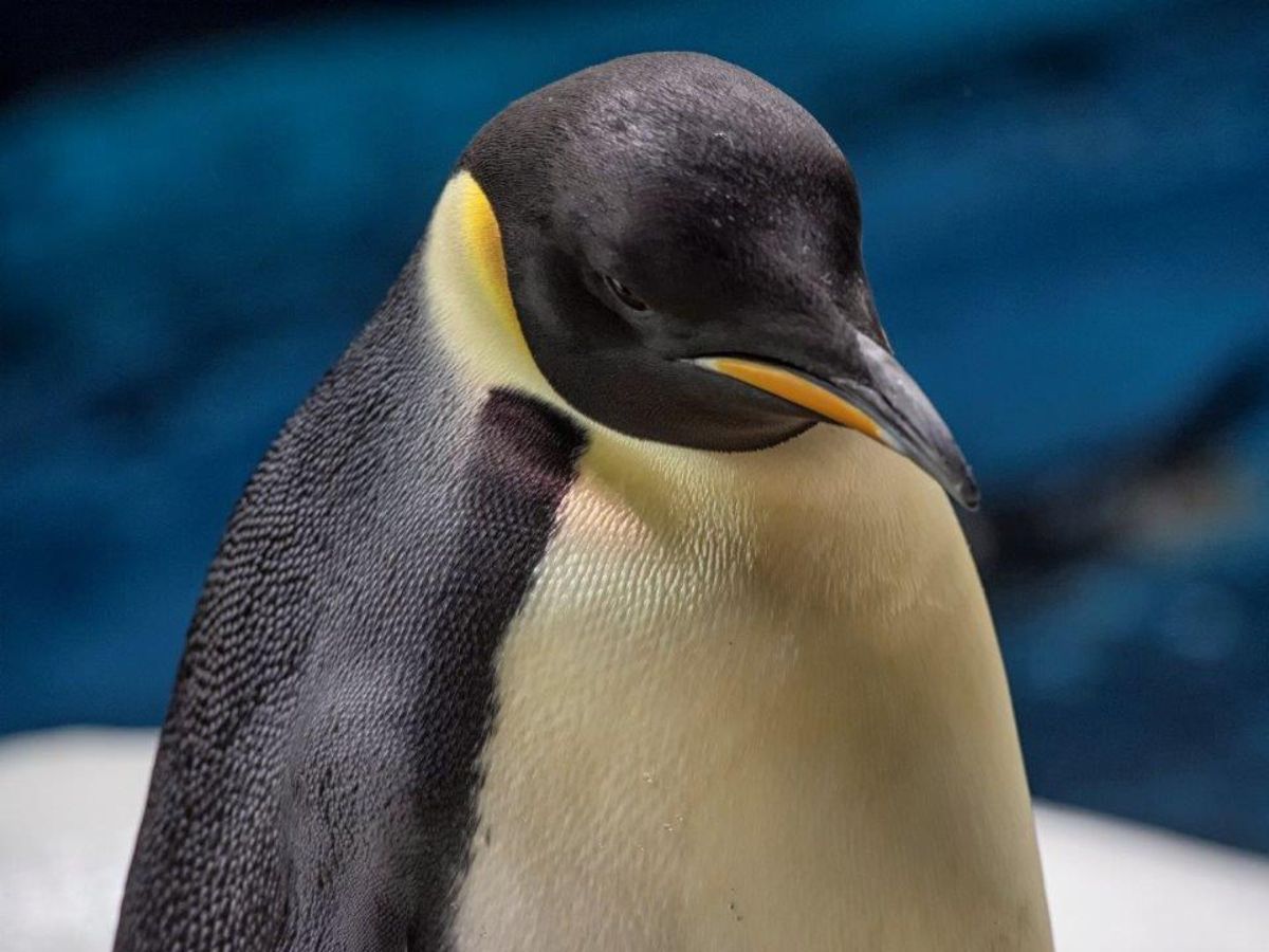 La especie de pingüino más grande e icónica del mundo debutará exclusivamente en SeaWorld Orlando