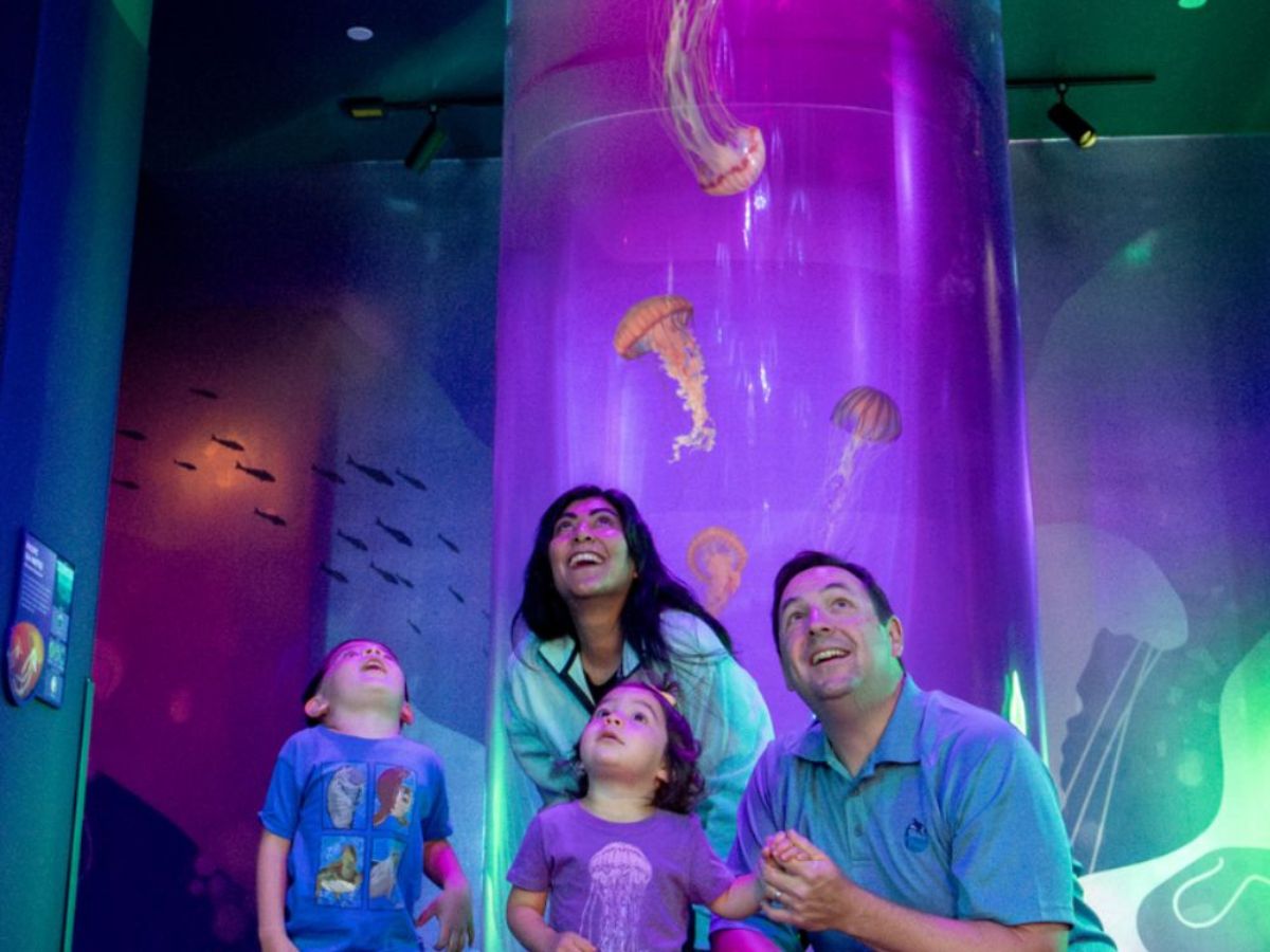 La nueva exhibición interactiva “Jewels of the Sea: The Jellyfish Experience” abrirá al público el 15 de marzo