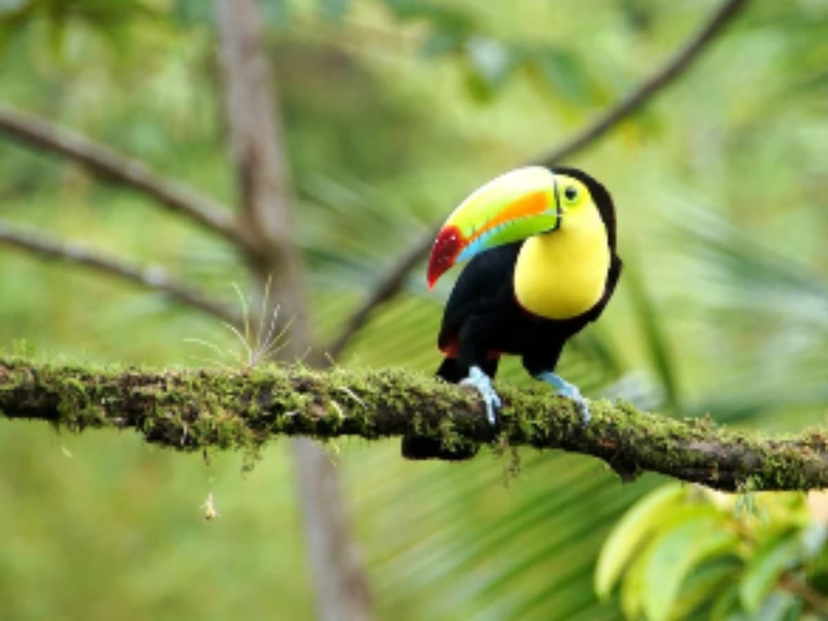 En Costa Rica siempre hemos cautivado a los viajeros con nuestros exuberantes bosques lluviosos, nuestra vibrante fauna, nuestras playas paradisíacas y nuestra cultura Pura Vida.