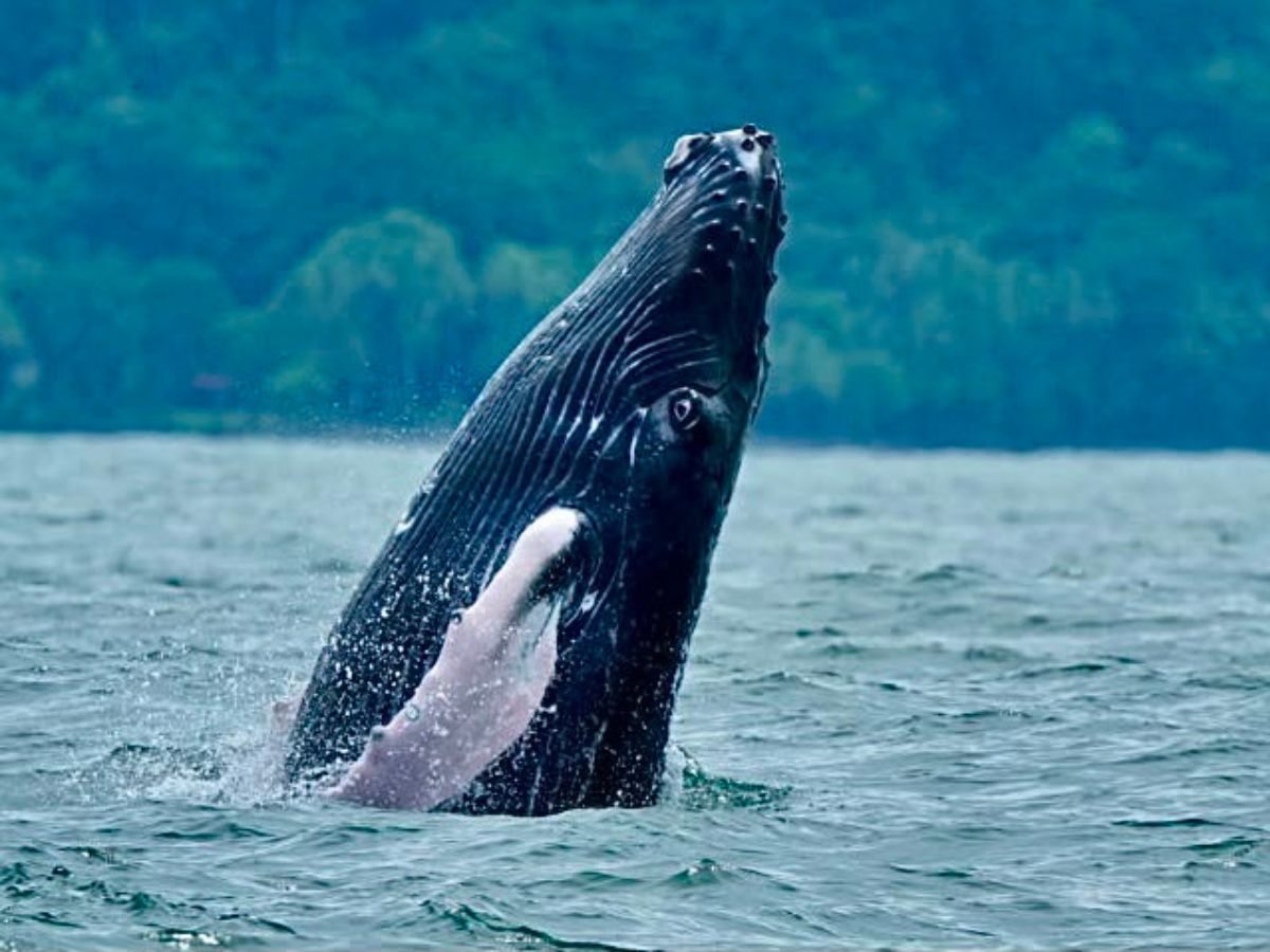 Ballenas jorobadas sorprenderán en festival en Uvita en el Pacífico Sur