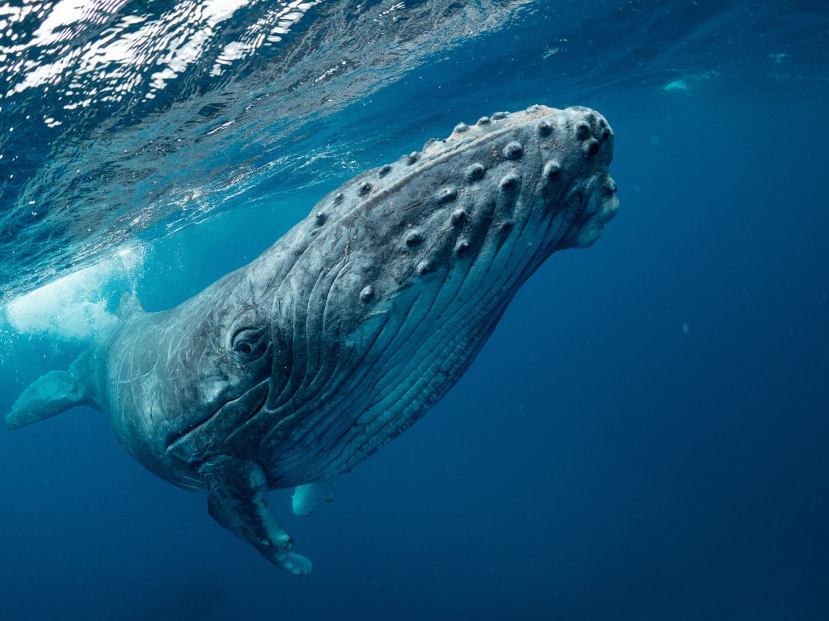 Golfo Dulce: un santuario mundial para ballenas y delfines en la temporada más larga del planeta