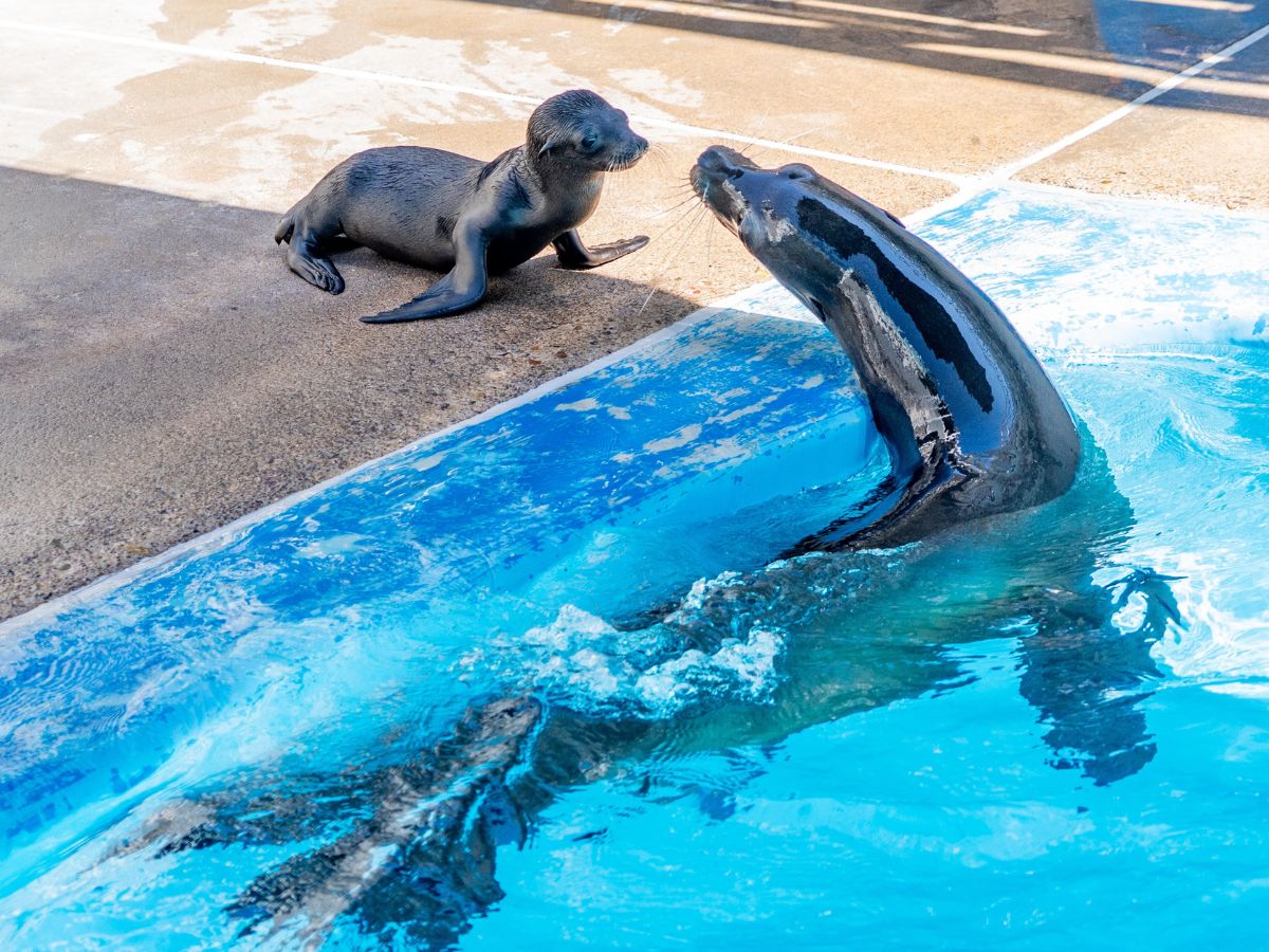 SeaWorld San Diego celebra el nacimiento de una cría de delfín mular y una cría de león marino de California