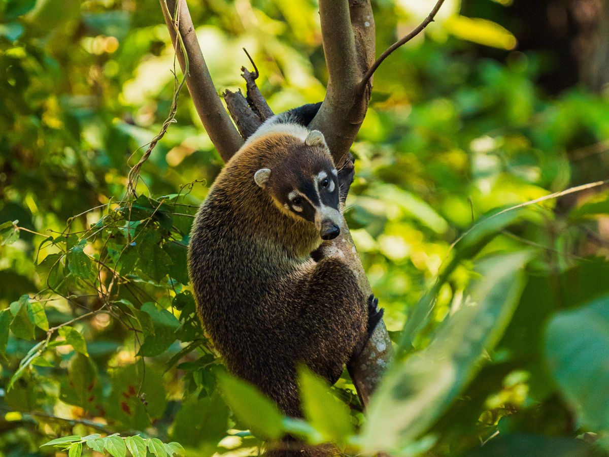 Registro de más de 75 especies de fauna evidencia el saludable estado del Refugio Nacional de Vida Silvestre Mixto Conchal