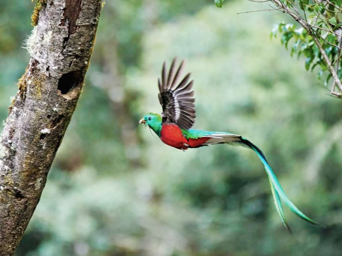National Geographic describe a Costa Rica como “Tesoro de la Naturaleza” en su edicion alemana de setiembre