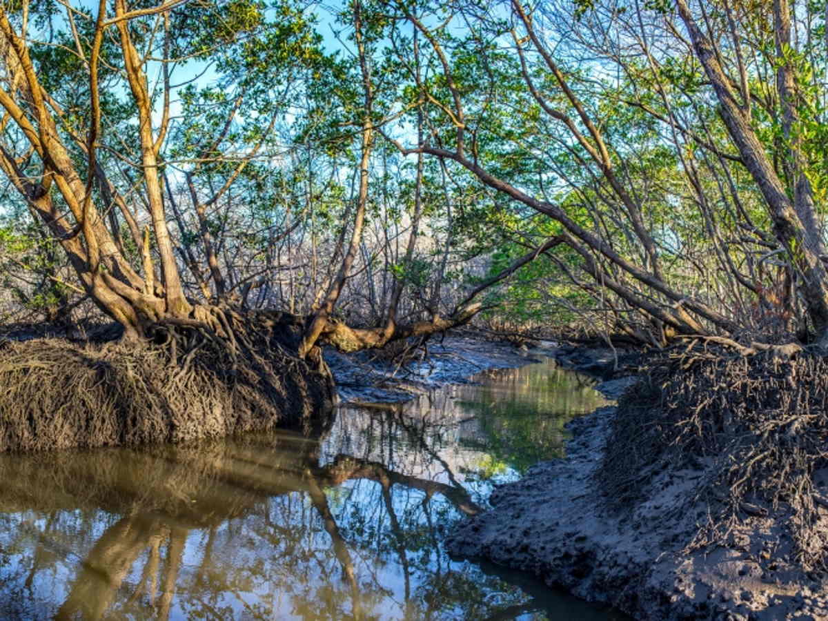 Crédito de foto: Área de Conservación Guanacaste.