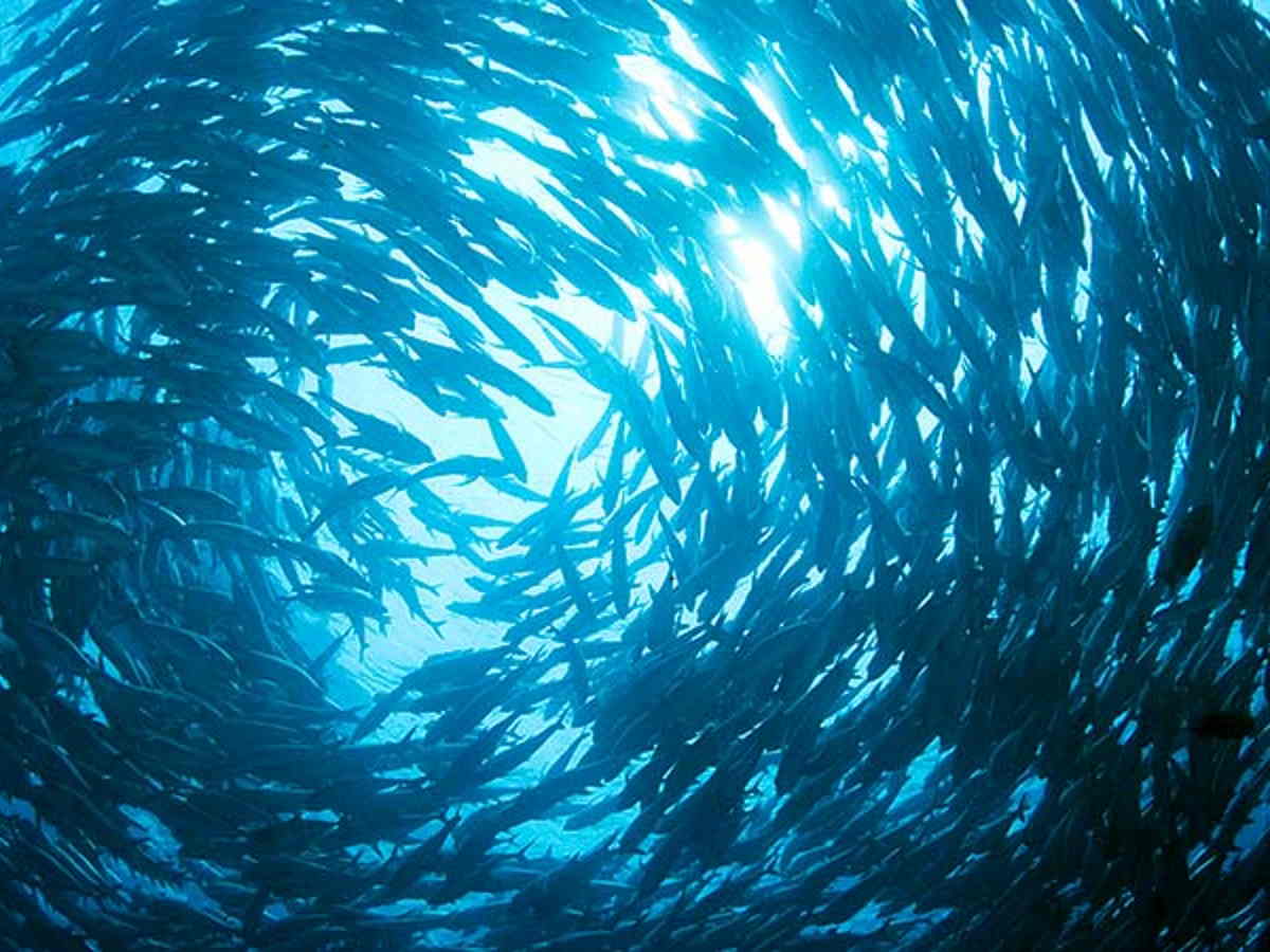 Crédito de foto: nationalgeographic